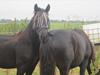 Frieser Thor<3 [SOLGT] [Tidl. hest]