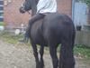 Frieser Frederique R.I.P :'-( [Tidl. part]