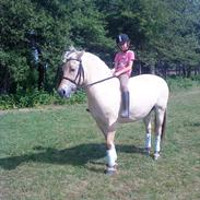 Fjordhest Ågerupgårds Neja