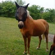 Anden særlig race Falcon *MiT Et&AlT!<3*