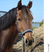 Anden særlig race Vincent Van Gogh