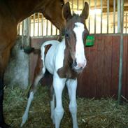Pinto Pallano (solgt)