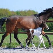 Pinto Pallano (solgt)