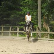 Anden særlig race Shapelou