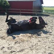 Oldenborg Dark Angel