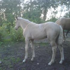Palomino Enghavegårds Jasmin  *SOLGT*