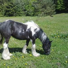 Irish Cob Haven´s Malou *SOLGT"