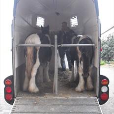 Irish Cob Haven´s Malou *SOLGT"
