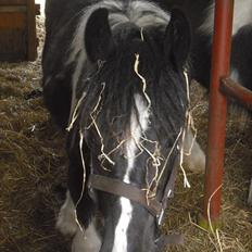 Irish Cob Haven´s Malou *SOLGT"