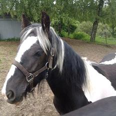 Irish Cob Haven´s Mille *SOLGT*