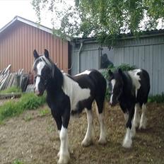 Irish Cob Haven´s Mille *SOLGT*