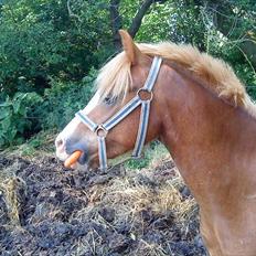 Welsh Pony af Cob-type (sec C) Kalle (Tidl. lånepony)