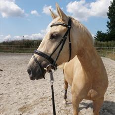 Palomino Mollie af Plovgaarden (solgt)