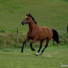 Dansk Varmblod Chili R.I.P