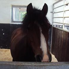 Anden særlig race Emma *(SOLGT)*