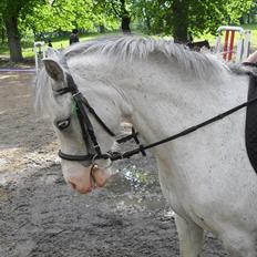 Anden særlig race Lillemand 