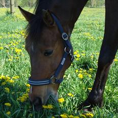 Anden særlig race Vincent Van Gogh