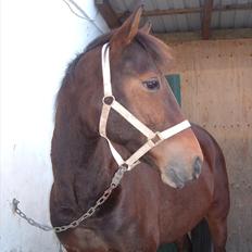 Anden særlig race Vincent Van Gogh