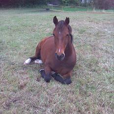 Anden særlig race Vincent Van Gogh