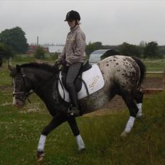 Appaloosa Blåbjerggårds frk smila<3 