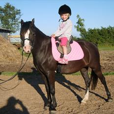 Welsh Mountain (sec A) Surprising Sophia