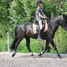 New Forest Birkilds Flamenco Solgt<3