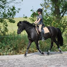 New Forest Birkilds Flamenco Solgt<3