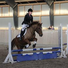 Anden særlig race Bayard