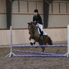 Anden særlig race Bayard