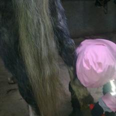 Anden særlig race Filur