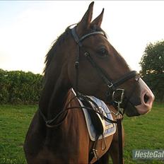 Svensk Varmblod Cordino R.I.P