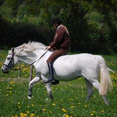 New Forest Skovlys Lise 