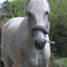 Anden særlig race Tybjerggaards Sully<3