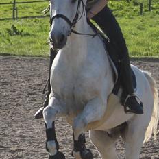 Anden særlig race Tybjerggaards Sully<3