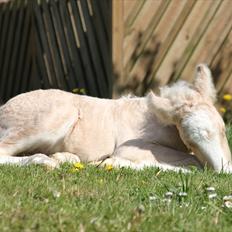 Irish Cob Rooster's Le Mans