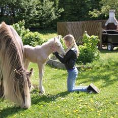 Irish Cob Rooster's Le Mans