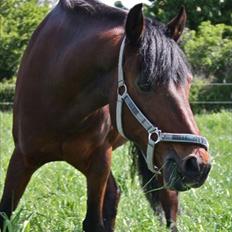 Anden særlig race Brenda/Carina