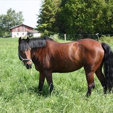 Anden særlig race Brenda/Carina