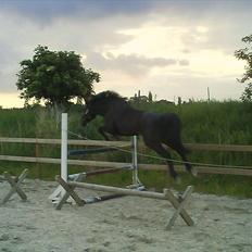 Traver Jet Esteral (Speedy)