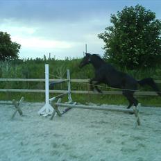 Traver Jet Esteral (Speedy)