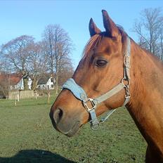 Anden særlig race Bounty