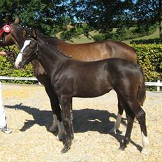 Dansk Varmblod Dark Shadow