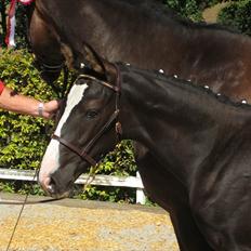 Dansk Varmblod Dark Shadow