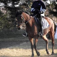 Anden særlig race Laura (red i sommers)