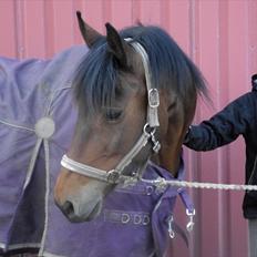 Anden særlig race Laura (red i sommers)