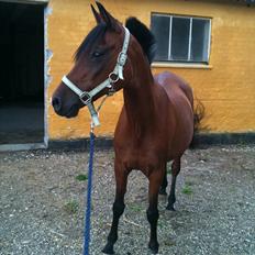 Anden særlig race Lady