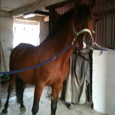 Anden særlig race Lady