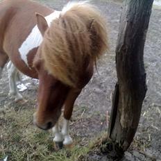 Shetlænder Zafir (solgt)