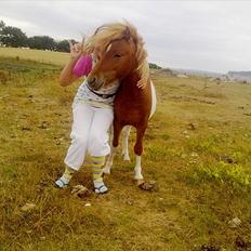 Shetlænder Zafir (solgt)