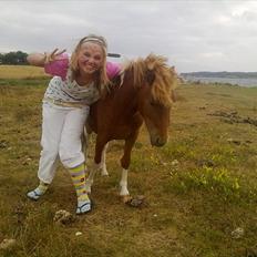 Shetlænder Zafir (solgt)